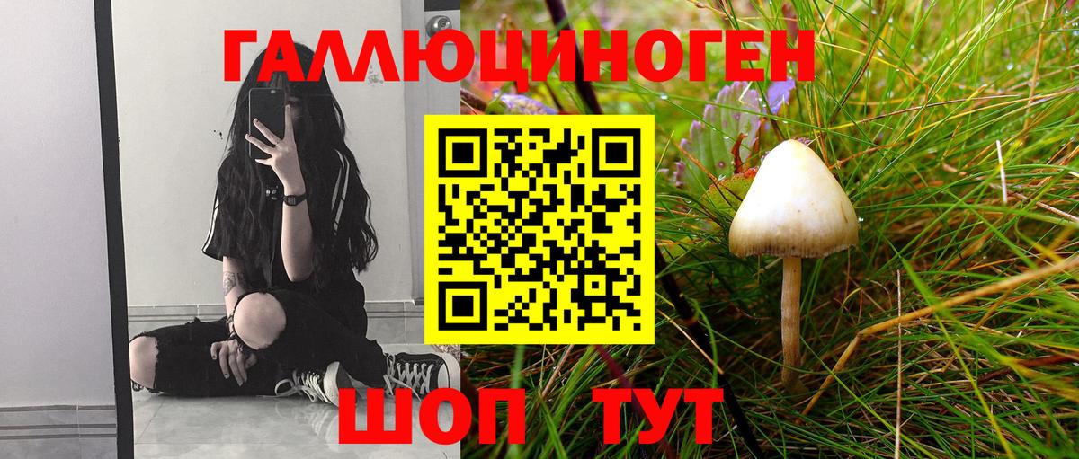 Псилоцибиновые грибы Psilocybe Владивосток